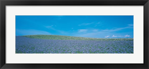 Framed Field Biei-Cho Hokkaido Japan Print