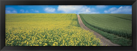 Framed Oats &amp; Rape Blossoms Biei-Cho Kamikawa Hokkaido Japan Print