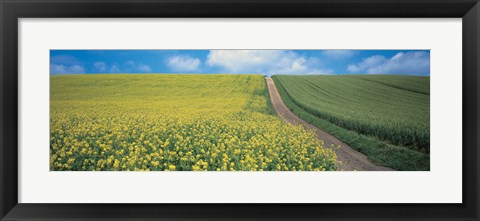 Framed Oats &amp; Rape Blossoms Biei-Cho Kamikawa Hokkaido Japan Print