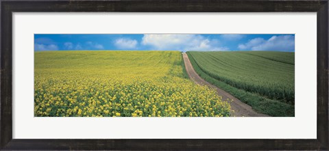 Framed Oats &amp; Rape Blossoms Biei-Cho Kamikawa Hokkaido Japan Print