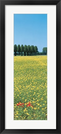 Framed Rape flowers France Print