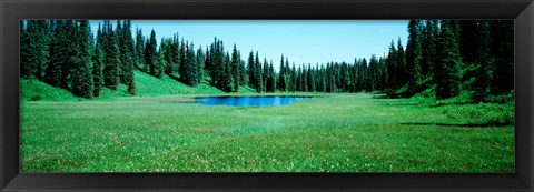 Framed Trees in a forest, Lakes, Alaska, USA Print