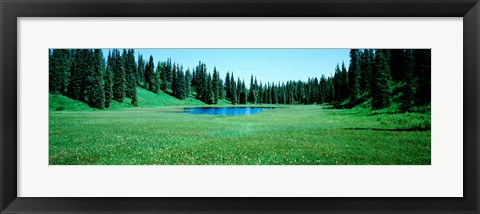 Framed Trees in a forest, Lakes, Alaska, USA Print