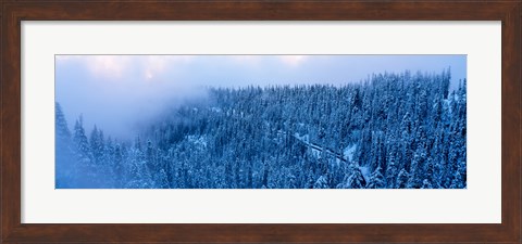 Framed High angle view of a forest, Mt Baker Ski Area, Whatcom County, Mt Baker-Snoqualmie National Forest, Washington State, USA Print