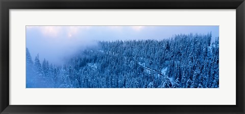 Framed High angle view of a forest, Mt Baker Ski Area, Whatcom County, Mt Baker-Snoqualmie National Forest, Washington State, USA Print