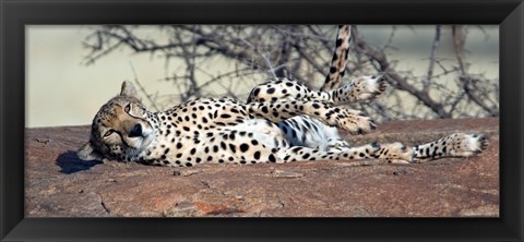 Framed Cheetah (Acinonyx jubatus) resting in a forest, Samburu National Park, Rift Valley Province, Kenya Print