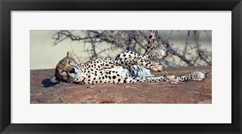 Framed Cheetah (Acinonyx jubatus) resting in a forest, Samburu National Park, Rift Valley Province, Kenya Print