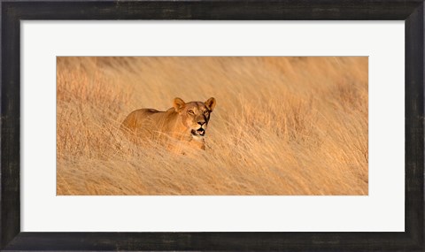 Framed Female lion (panthera leo) moving through tall grass, Masai Mara National Reserve, Kenya, Africa Print