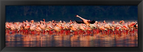 Framed Lesser flamingos in a lake, Lake Nakuru, Lake Nakuru National Park, Kenya Print