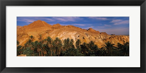 Framed Palm trees in front of mountains, Chebika, Tunisia Print