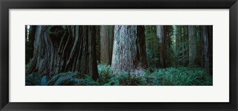 Framed Redwood Trees and Ferns, California Print