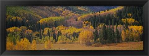 Framed Aspen trees in a field, Maroon Bells, Pitkin County, Gunnison County, Colorado, USA Print