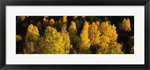 Framed High angle view of Aspen trees in a forest, Telluride, San Miguel County, Colorado, USA Print