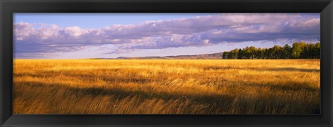 Framed Crop in a field, Last Dollar Road, Dallas Divide, Colorado, USA Print