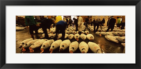 Framed People examining tuna in a fish auction, Tsukiji Fish Market, Tsukiji, Tokyo Prefecture, Kanto Region, Honshu, Japan Print