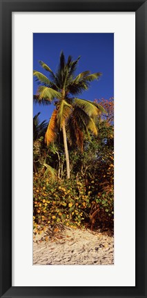 Framed Trees on the beach, Cinnamon Bay, Virgin Islands National Park, St. John, US Virgin Islands Print