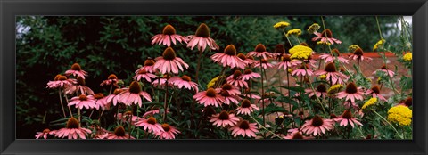 Framed Eastern Purple coneflower (Echinacea purpurea) in a forest Print