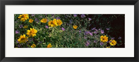 Framed Flowers in a botanical garden, Buffalo And Erie County Botanical Gardens, Buffalo, Erie County, New York State Print