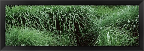 Framed Close-up of Fall-Blooming Reed Grass (Calamagrostis brachytricha) Print