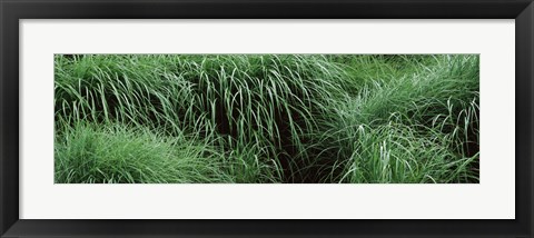 Framed Close-up of Fall-Blooming Reed Grass (Calamagrostis brachytricha) Print