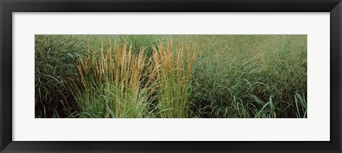 Framed Close-up of Feather Reed Grass (Calamagrostis x acutiflora) Print