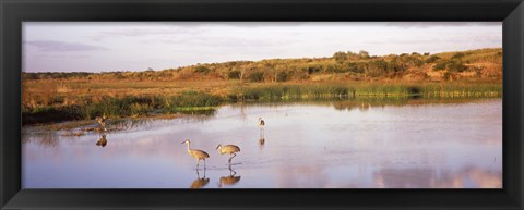 Framed Sandhill cranes (Grus canadensis) in a pond at a celery field, Sarasota, Sarasota County, Florida Print