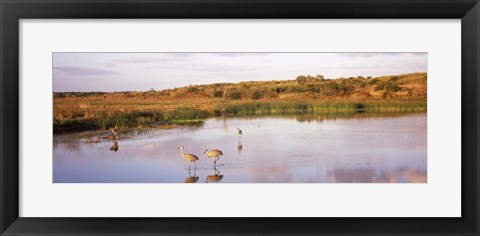 Framed Sandhill cranes (Grus canadensis) in a pond at a celery field, Sarasota, Sarasota County, Florida Print