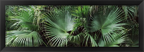 Framed Close-up of palm leaves, Joan M. Durante Park, Longboat Key, Florida, USA Print