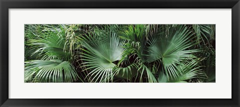 Framed Close-up of palm leaves, Joan M. Durante Park, Longboat Key, Florida, USA Print