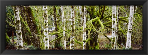 Framed Mossy Birch trees in a forest, Lake Crescent, Olympic Peninsula, Washington State, USA Print