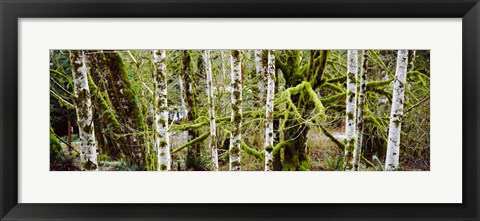 Framed Mossy Birch trees in a forest, Lake Crescent, Olympic Peninsula, Washington State, USA Print