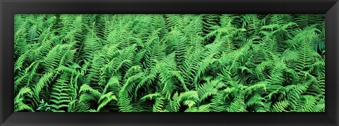 Framed Ferns in a forest, Adirondack Mountains, Old Forge, Herkimer County, New York State, USA Print