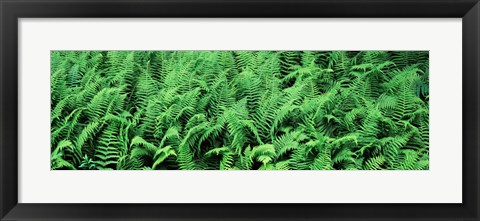 Framed Ferns in a forest, Adirondack Mountains, Old Forge, Herkimer County, New York State, USA Print