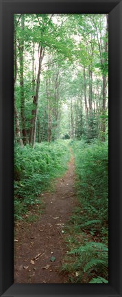 Framed Trail passing through a forest, Adirondack Mountains, Old Forge, Herkimer County, New York State, USA Print