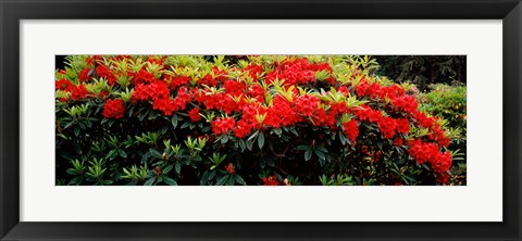 Framed Red Rhododendrons, Shore Acres State Park, Coos Bay, Oregon Print