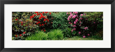 Framed Rhododendrons plants in a garden, Shore Acres State Park, Coos Bay, Oregon Print