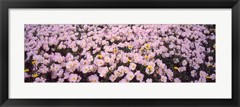 Framed Wildflowers Galveston TX USA Print