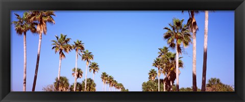 Framed Low angle view of palm trees, Fort De Soto Par, Gulf Coast, Florida, USA Print