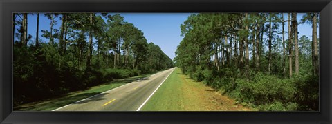 Framed Trees both sides of a road, Route 98, Apalachicola, Panhandle, Florida, USA Print