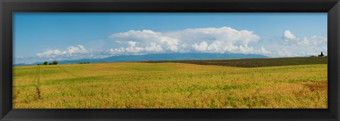 Framed Rapeseed field, Route de Manosque, Plateau de Valensole, Alpes-de-Haute-Provence, Provence-Alpes-Cote d&#39;Azur, France Print