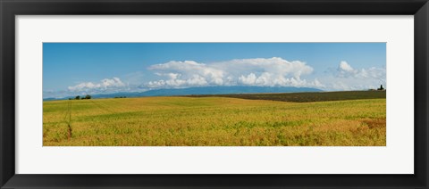 Framed Rapeseed field, Route de Manosque, Plateau de Valensole, Alpes-de-Haute-Provence, Provence-Alpes-Cote d&#39;Azur, France Print