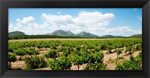 Framed Vineyard, Les Baux de Provence, Eyguieres, Bouches-du-Rhone, Provence-Alpes-Cote d&#39;Azur, France Print