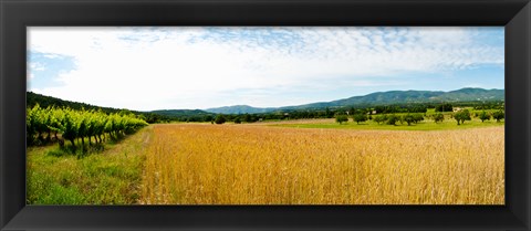 Framed Wheat field with vineyard along D135, Vaugines, Vaucluse, Provence-Alpes-Cote d&#39;Azur, France Print