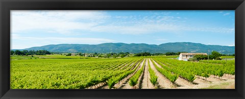 Framed Vineyard with mountain in the background, Ansouis, Vaucluse, Provence-Alpes-Cote d&#39;Azur, France Print