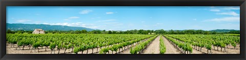 Framed Vineyard, Route d&#39;Ansouis, Cucuron, Vaucluse, Provence-Alpes-Cote d&#39;Azur, France Print