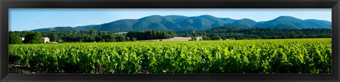 Framed Vineyards along D27, Vaugines, Vaucluse, Provence-Alpes-Cote d&#39;Azur, France Print