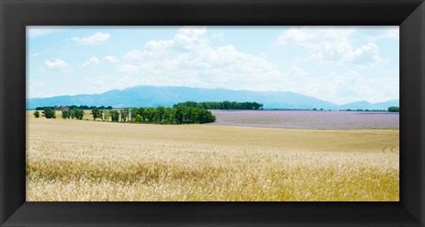 Framed Wheat field near D8, Plateau de Valensole, Alpes-de-Haute-Provence, Provence-Alpes-Cote d&#39;Azur, France Print