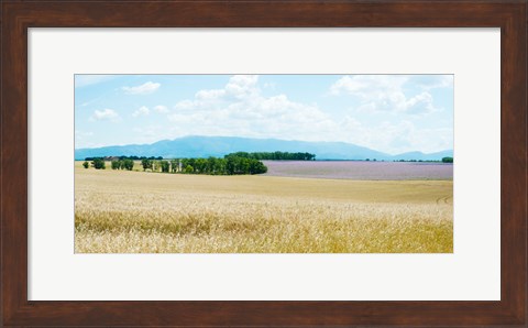 Framed Wheat field near D8, Plateau de Valensole, Alpes-de-Haute-Provence, Provence-Alpes-Cote d&#39;Azur, France Print