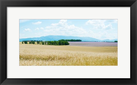 Framed Wheat field near D8, Plateau de Valensole, Alpes-de-Haute-Provence, Provence-Alpes-Cote d&#39;Azur, France Print