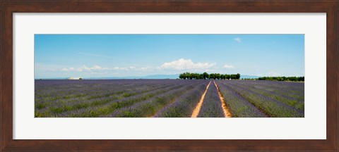 Framed Lavender fields, Route de Digne, Plateau de Valensole, Alpes-de-Haute-Provence, Provence-Alpes-Cote d&#39;Azur, France Print